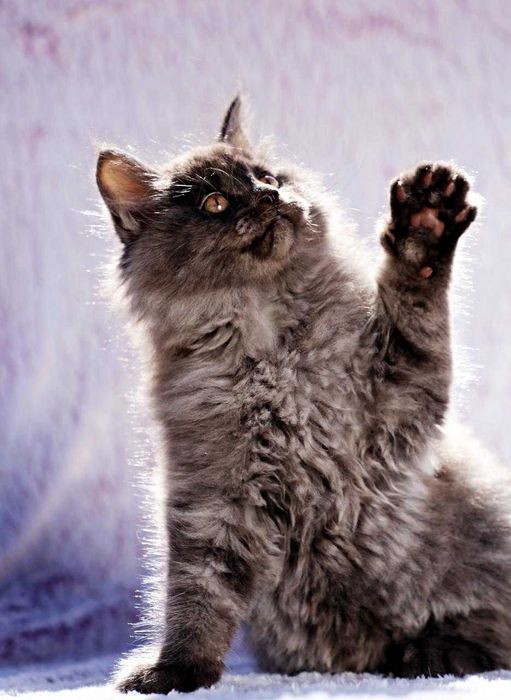 Wyjątkowy kocurek Maine Coon (WCF) – Odważny, ufny