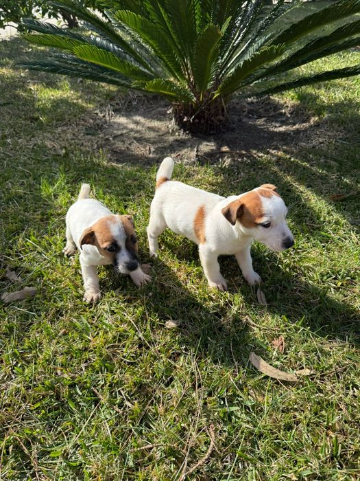 Jack Russell terrier