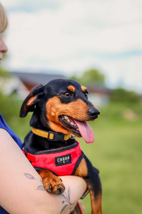 Pieski do adopcji (psie rodzeństwo)- Bidon i Brenda