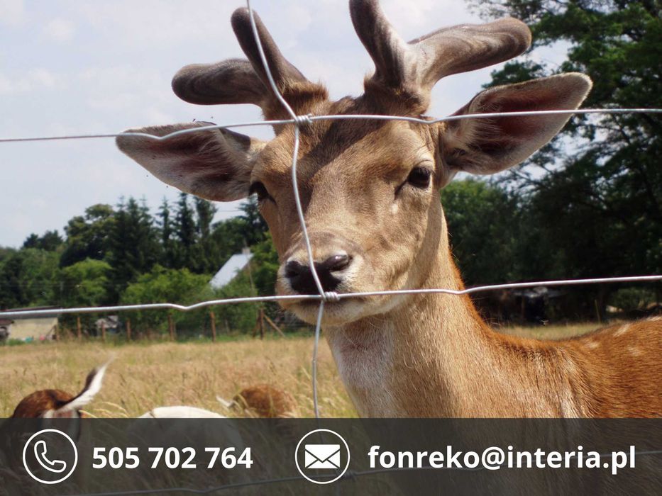 Siatka Leśna Cena PRODUCENTA 170zł 50mb WYSYŁKA GRATIS Na czas budowy