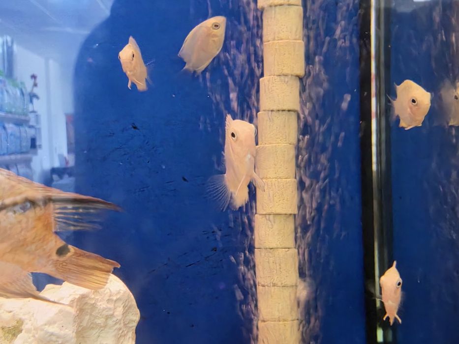 Severum Gold (Herus Severum)