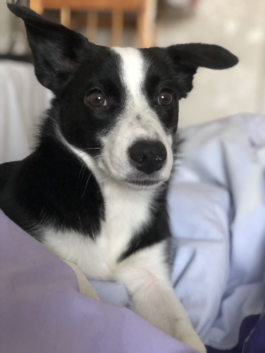 Віддам собаку, дівчинка