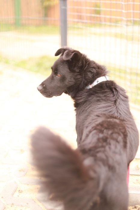 Energiczny i towarzyski psiak zaprasza na spacer i nie tylko :-)