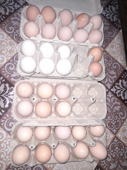 Jaja lęgowe Australorp  Czubatka Włoszka