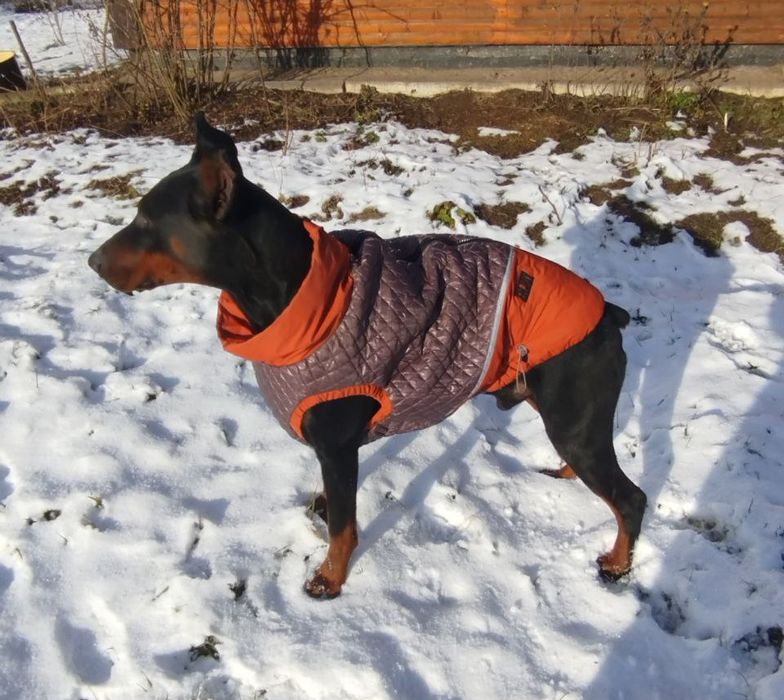 одяг для собак великі розміри