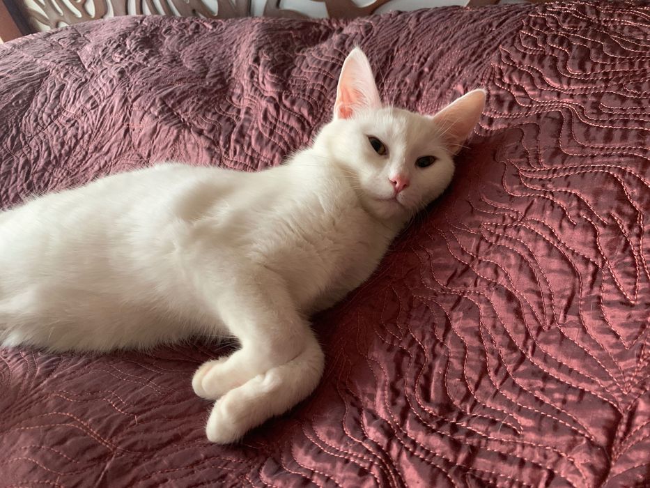 Кошенята Дивовижні