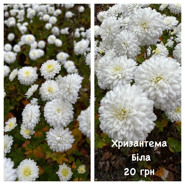 Хризантема, сентябринка, айстра