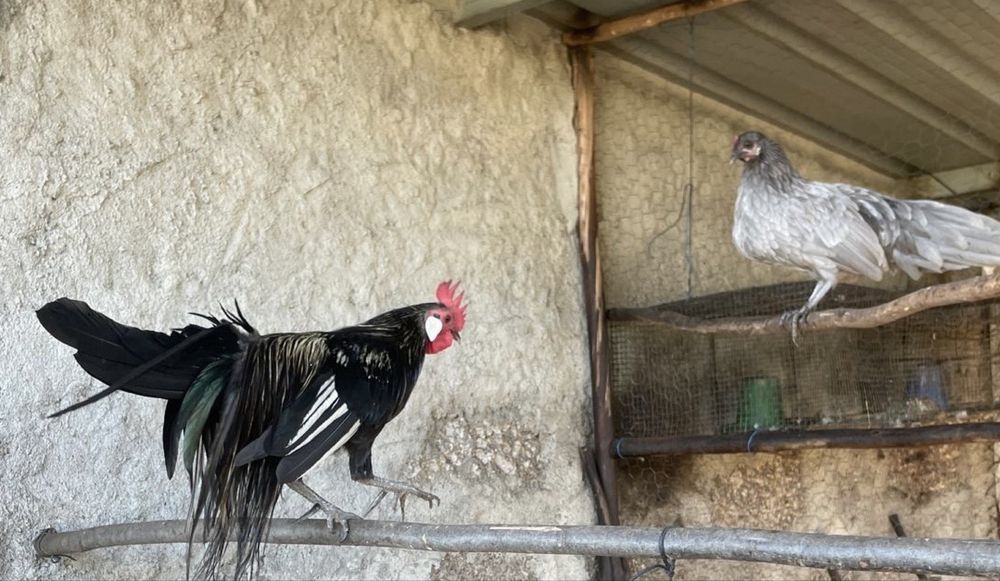 Galinhas Fénix , casal ou separado
