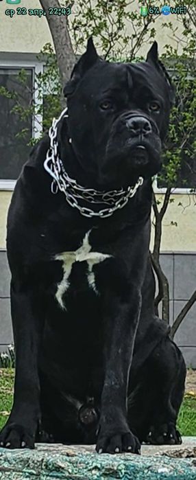 Кобель Cane Corso для вязки
