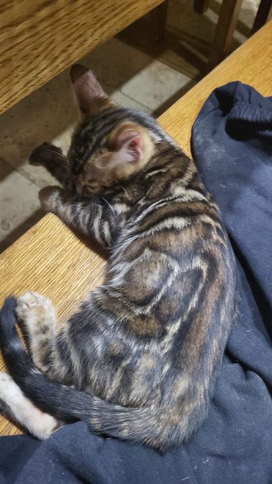 Bengal, bengalski  . Kot Rodowód