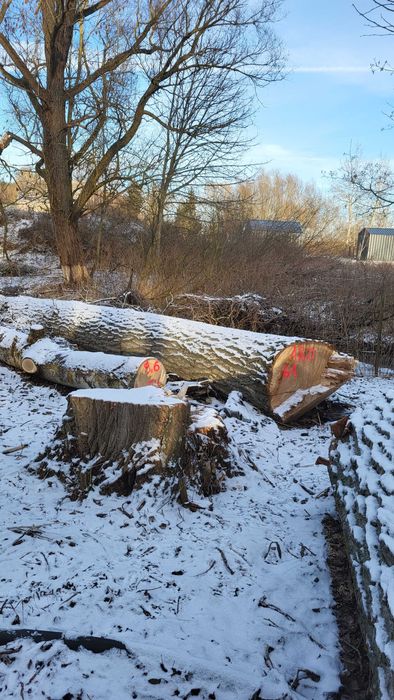 Drzewo topola na sprzedaż