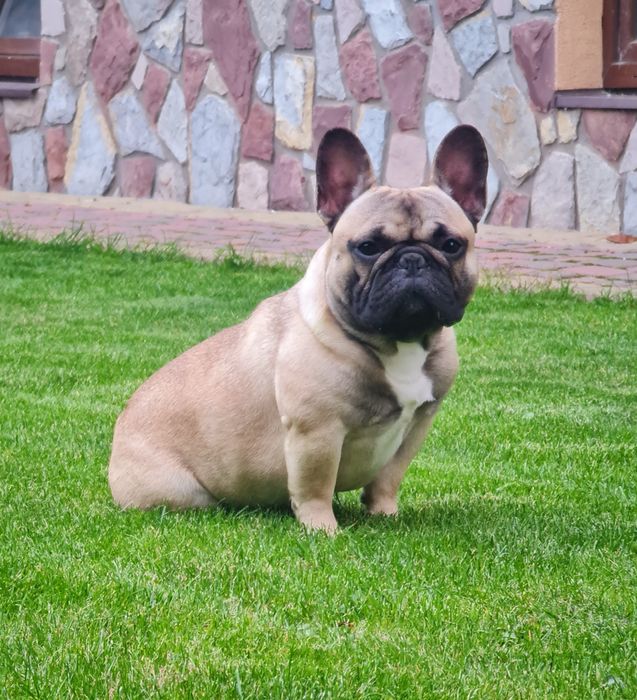 французький бульдог
