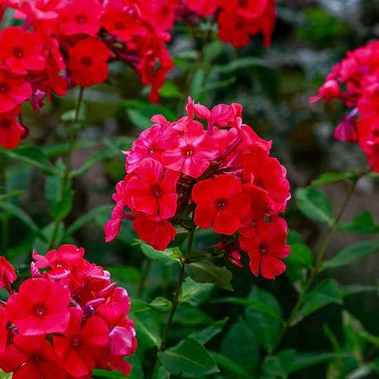 Floks wiechowaty Red Flame - byliny Flora Szczecin