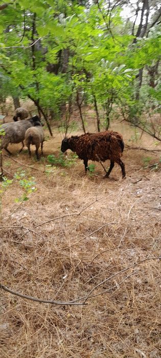 Барани Романівської породи