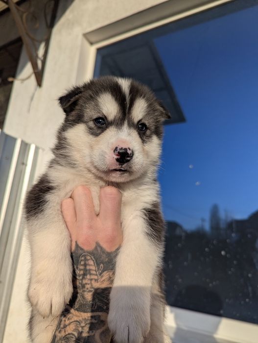 Голубоокі шоколадки