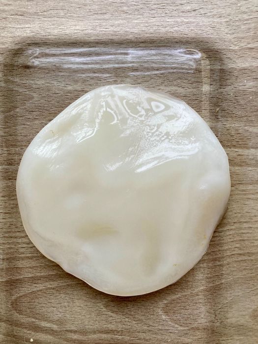 Kombucha (kombucza) grzybek herbaciany (SCOBY) ze starterem