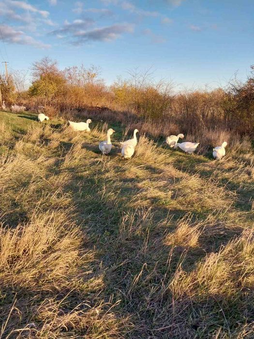 Продаються гуси, як для племінного стада так і  тушками.
