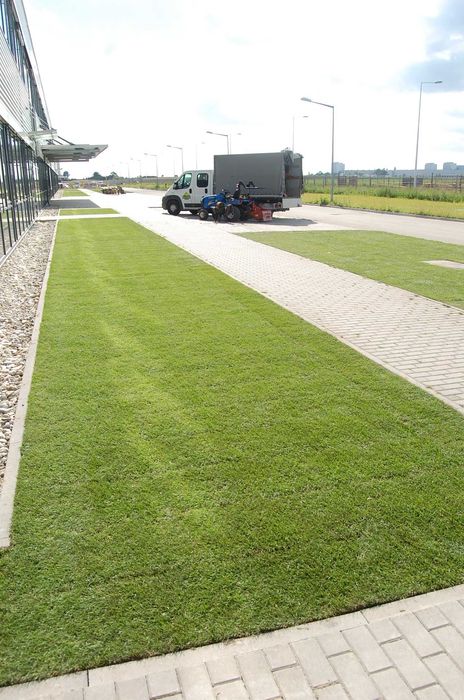Trawa w rolkach 35m2 - paleta z dostawą CHŁODZONA 6°C