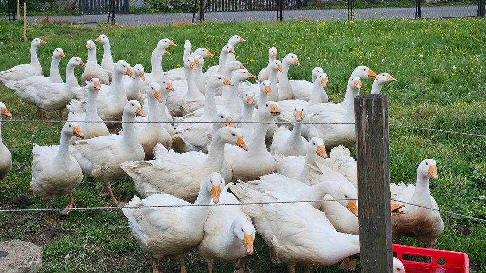 Gęś Biała Kołudzka Odchowana Pastwiskowa