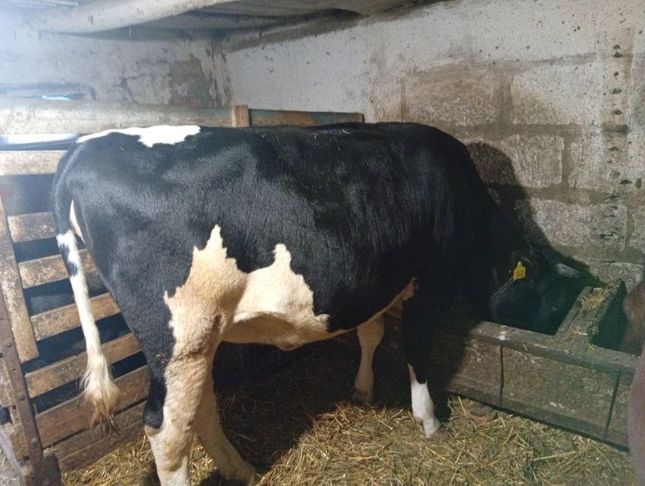 Продам тільну телицю.