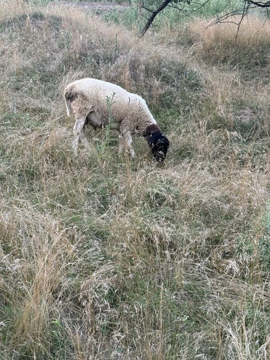 Продам баранів Дорпер