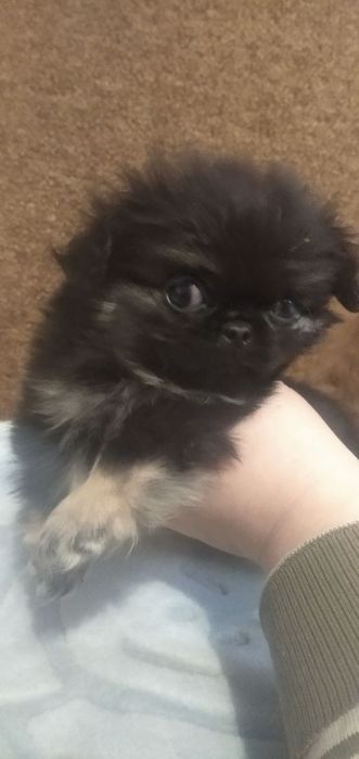 Чудесные щенки пекинеса