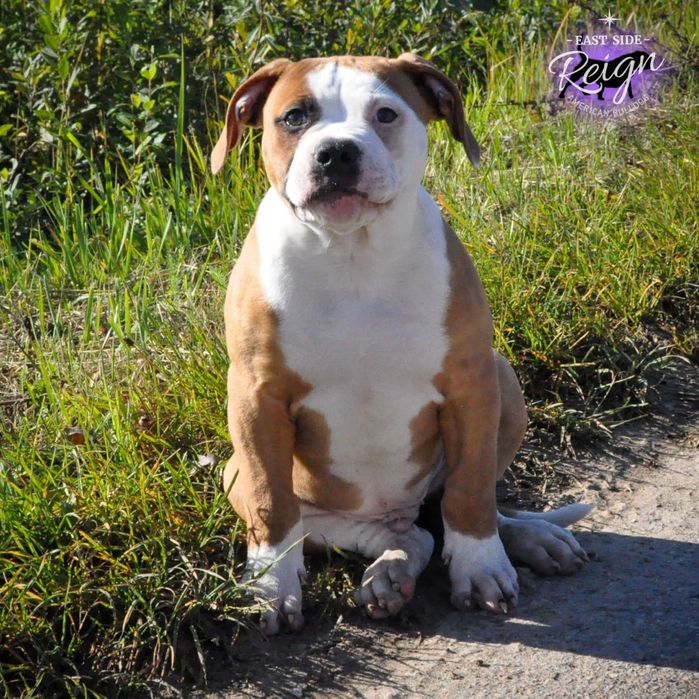 Buldog Amerykański