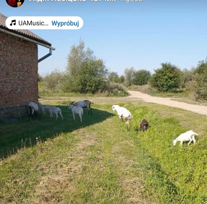Продам кіз дійні
