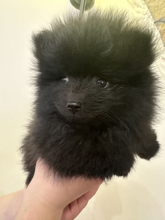 Чарівні малюки померанського шпіца, міні, готові до переїзду
