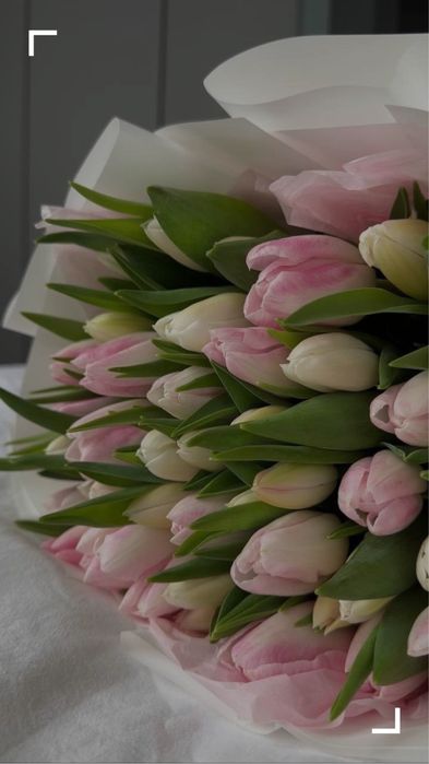 101 тюльпан  львів | ТЮЛЬПАНИ ЛЬВІВ | Тюльпани