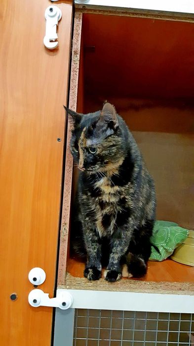 Ласковое счастье кошечка Плямка