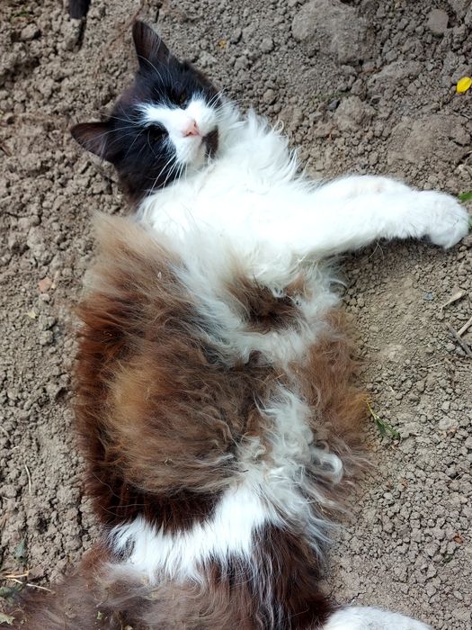 Шукаємо кішку, зникла 7 липня