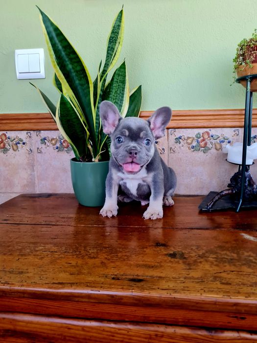 Excelente menino Bulldog/Bouledogue Francês de Qualidade