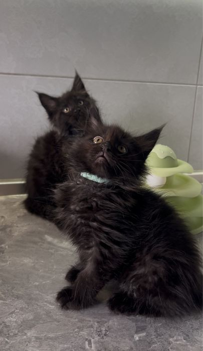 Чорні хлопці мейнкун