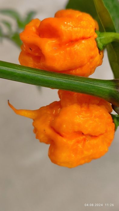 Carolina Reaper надгострий перець(мелений) 10 грам.