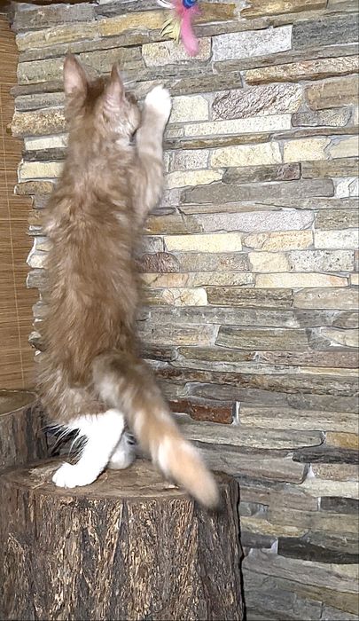 Сонячний хлопчик мейн-кун полідакт