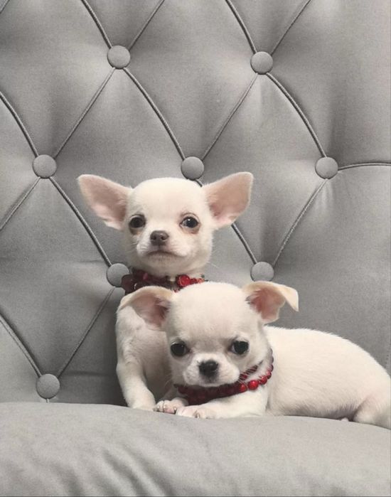 Ексклюзивні малята чіхуахуа коббі тип