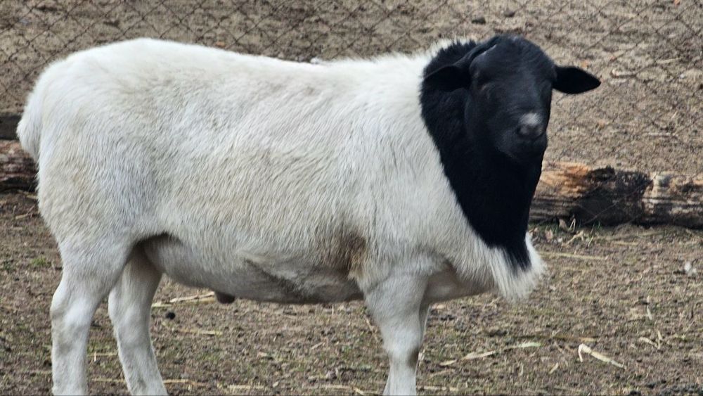 Вівці, барани, ягнята. Ягнята кросс дорпера (на м'ясо на розплід)