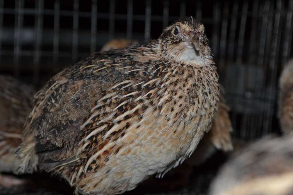 Продаж перепелів Фараон