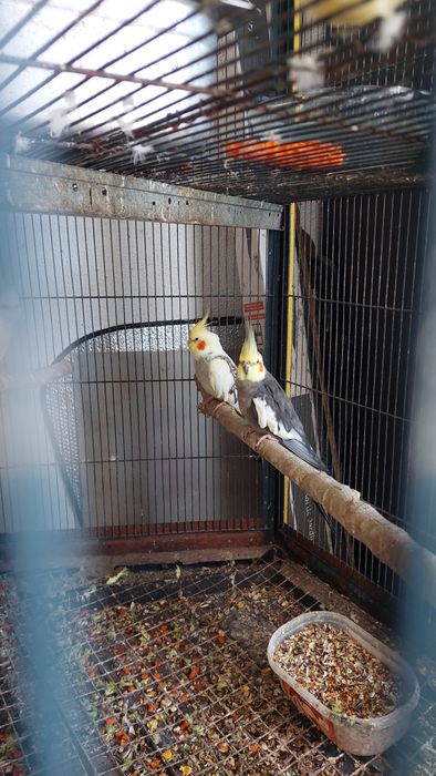 Casal caturras adulto