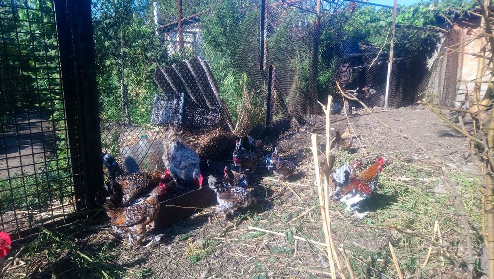 Кури карликові..