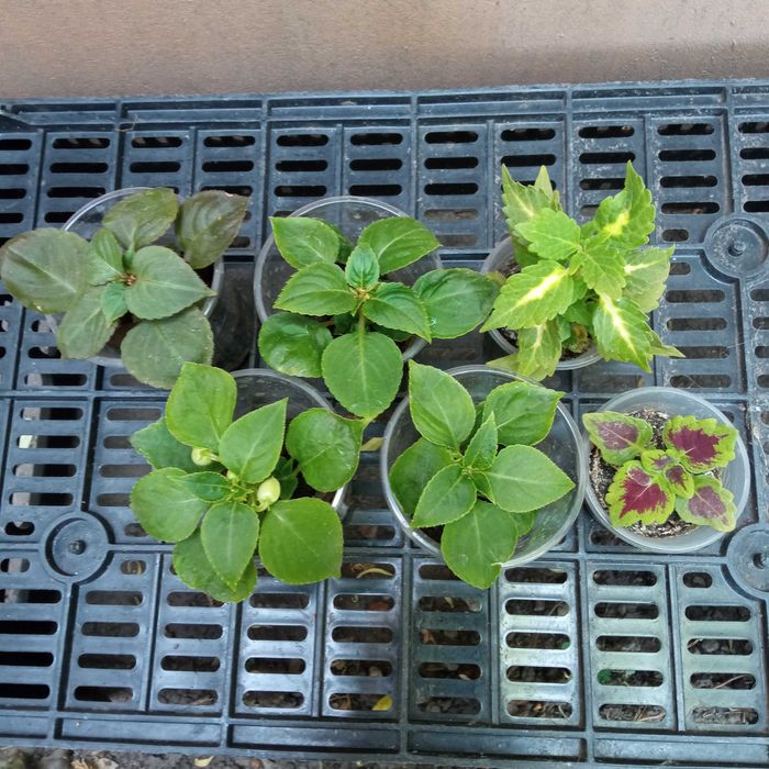 Бальзамин махровый, комнатное