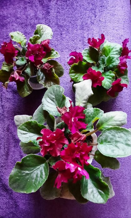 Продам цветущие фиалки