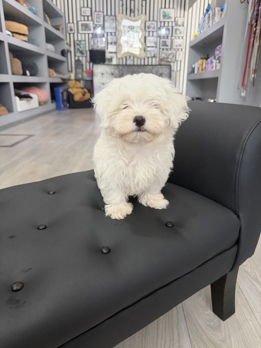 Bichon Maltes  menino top