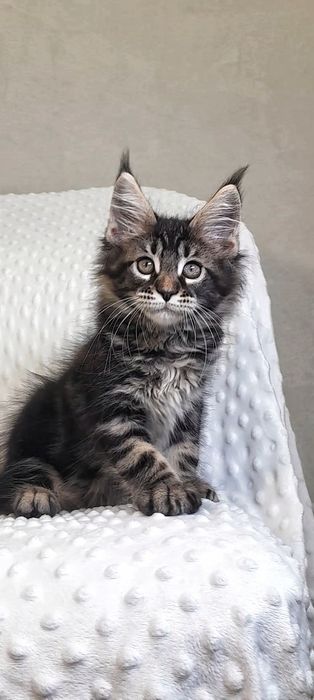 хлопчик Мейн-Кун дикий окрас