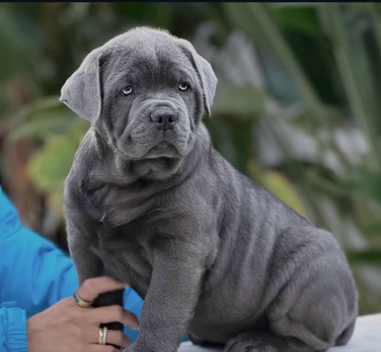 Елітні щеночки-Cane corso