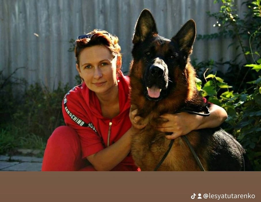 Німецька вівчарка цуценята