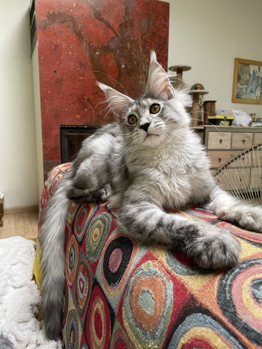 Koteczka maine coon