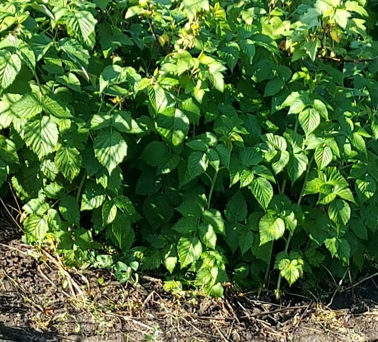 Продам саженцы вкуснейший малины.