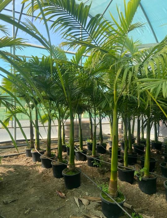 Archontophoenix - 1 Tronco - Duplas - Triplas